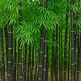 300+ Black Bamboo Seeds for Planting - Exotic and Fast Growing Windbreak or Privacy Screen