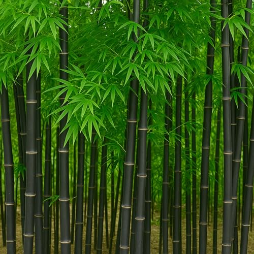 300+ Black Bamboo Seeds for Planting - Exotic Fast Growing Ornamental Grass for Privacy Screen, Windbreak & Landscape Accent, Garden Bamboo