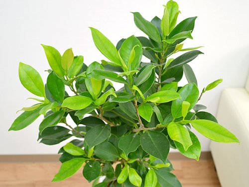 Amazon｜ガジュマル 一本立ち ロングスクエア陶器鉢植え 7号 選べる