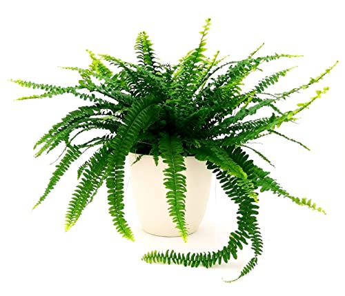 POWERS TO FLOWERS - FELCE XL, VASO 19CM DIAMETRO, IN VASO CERAMICA BIANCO, PIANTE PURIFICA ARIA, pianta vera