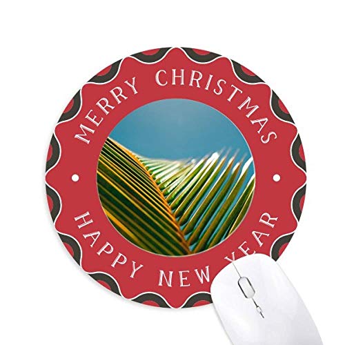 t̐A̎R̐̎ʐ^ ~`S̃NX}X}EXpbh