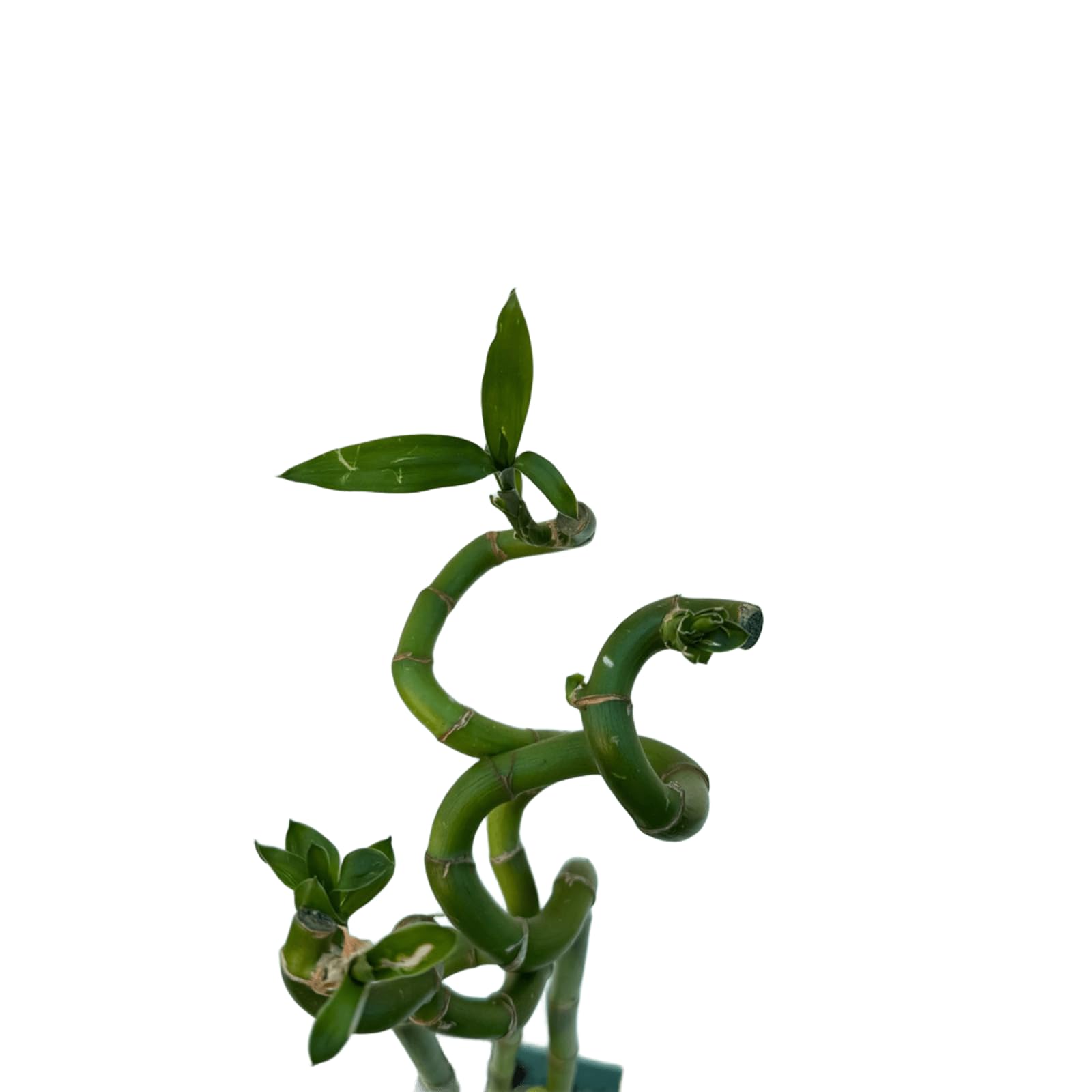 VANDAS Lucky Bamboo – Dracaena Sanderiana | Bamboo della Fortuna | Pianta Ornamentale Coltivabile in Acqua | Vari Steli e Altezze (3, 60 Cm)