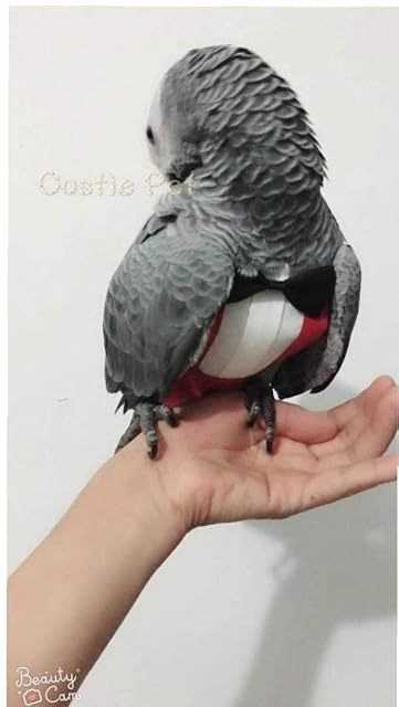 Foto 4 de 5 de TOSSPER Traje Pájaro del Loro De Pañales Servilleta, Pájaro Piloto Ropa De Pequeño Loro del Cockatiel