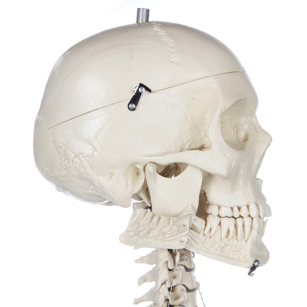 Rudiger Anatomie Human Skeleton Model Anatomy Bundle, 5' 7" Life Size Male Skeletal System, 206 Bones, Removable Skull with 26 Removable Teeth, Adjustable Rolling Stand, Dust Cover