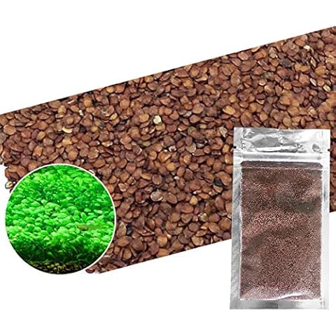 Aquarium Grass Plants Seeds,Aquatic Double Leaf Carpet Water Grass,Oxygenating Weed Live Pond Plant Seeds,Fish Aquatic Water Grass Decor,Easy to Plant Grow Maintain (Green-LDL) Cover