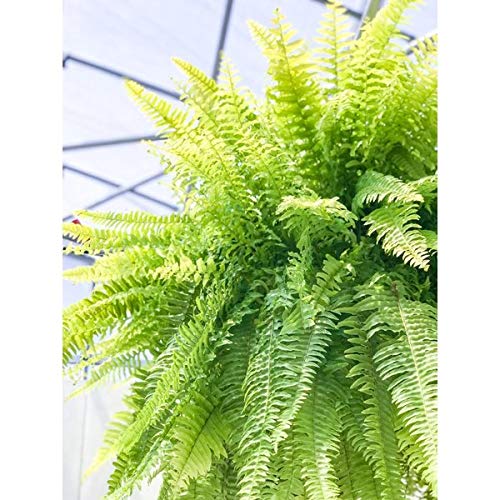Amazon｜PLANCHU 観葉植物 ネフロレピス ハッピーゴールデン 8号吊り鉢