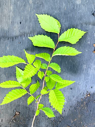 4-8 inches Tall Slippery Elm Tree 1 Year Old Plant (Ulmus Rubra) Bare Root