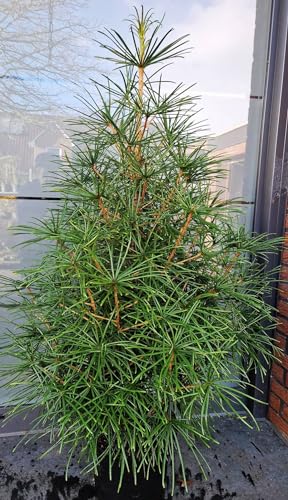Japanische Schirmtanne Sciadopytis verticillata Solitär 90-100 cm hoch im 10 Liter Pflanzcontainer