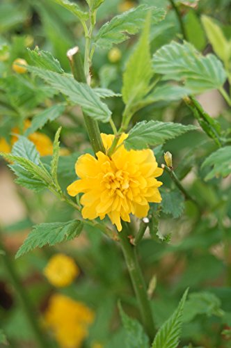 Kerria Japonica 'Golden Guinea' (Japanese Kerria) Shrub, Yellow Flowers, #2 - Size Container #TOP2