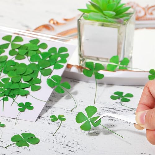 60 piezas de trébol de cuatro hojas secas para manualidades miniatura 2
