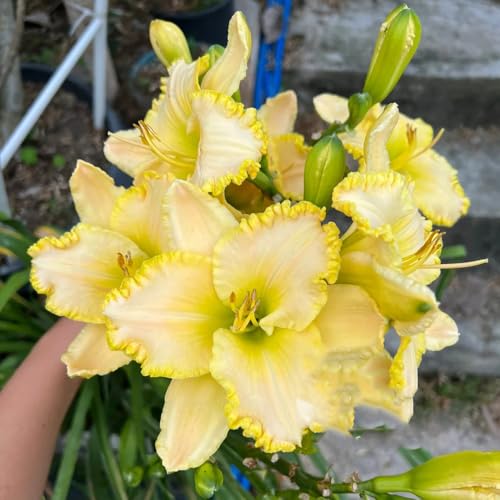 Semillas de azucenas, de siembra de otoño Hemerocallis fulva, Las de jardín de rocas son resistentes 200pcs