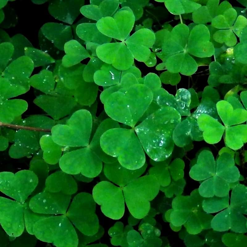 Miniatura 7 de 3 plantas de trébol Oxalis, plantas vivas de hojas enormes para plantar