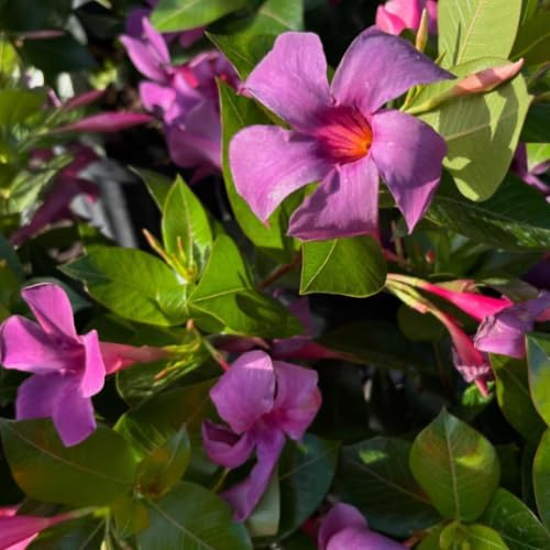 Vista 3 de Juego de 2 plantas vivas de mandevilla moradas, plantas de mandevilla de 5 a 9 pulgadas de alto en maceta, flores perennes bien enraizadas, plantas