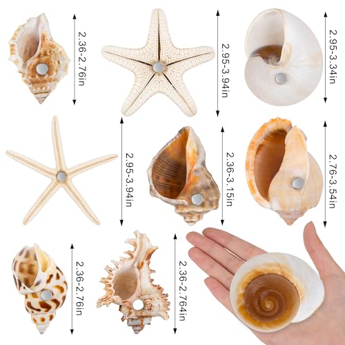 Imanes decorativos de conchas marinas 8 piezas miniatura 3