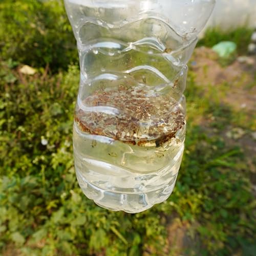 Image of Chipku - Fruit Fly Bactocera Dorsalis attractant Liquid Methyl Eugenol - 1000 ml (1 Liter)