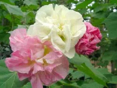 3 Color Change Confederate Rose Hibiscus Mutabilis 30 Seeds Cotton |  Desertcart Cayman Islands