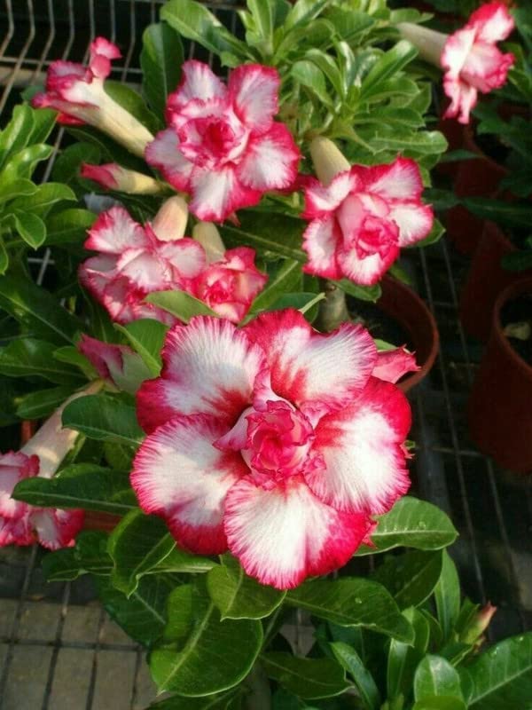 Siddhi Vinayak Gallery® Adenium Flower Seeds Mix Colour Adenium Serene