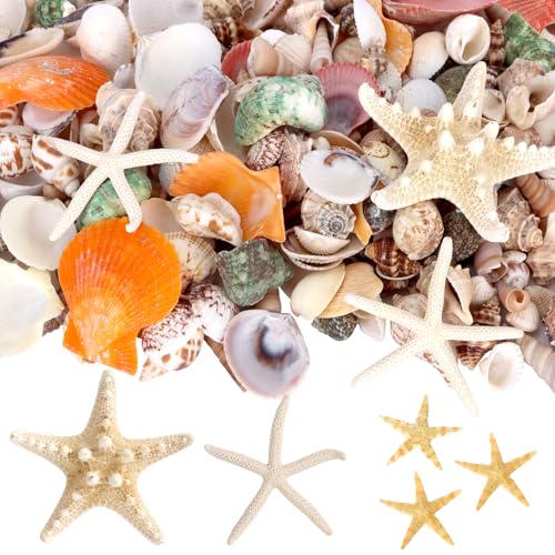 Conchas marinas decorativas para centros de mesa de boda playera y rellenos de jarrones 8