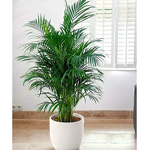 Shiningbaby 5pcs Victorian Parlor Palm Plants Indoor Butterfly Palm Plant Bonsai
