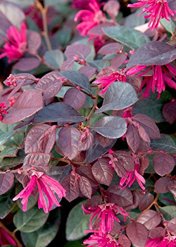 Purple Diamond Loropetalum