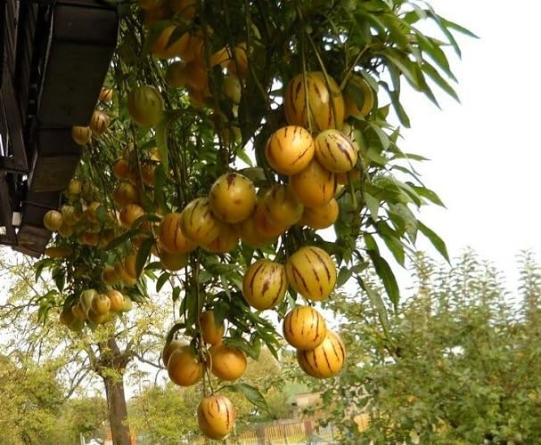 100pcs Pepino Melon Fruit Seeds, yellow