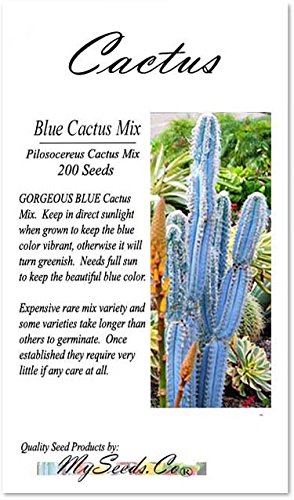 Big Pack - (200) Pilosocereus Blue Rare Cactus Mix - Cactus Seeds Gorgeous Blue - Excellent For Greenhouse Or As House Plants - Fresh Cactus Seeds - By Myseeds.co (Pilo. Blue Mix - Big Pack) #TOP2