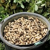 Semillas de maní, cacahuetes, semillas de jardín resistentes para el jardín variedades antiguas invierno productos sostenibles balcón invernadero 30pcs