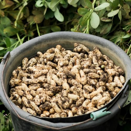 Semillas de maní, cacahuetes, semillas de jardín resistentes para el jardín variedades antiguas invierno productos sostenibles balcón invernadero 30pcs