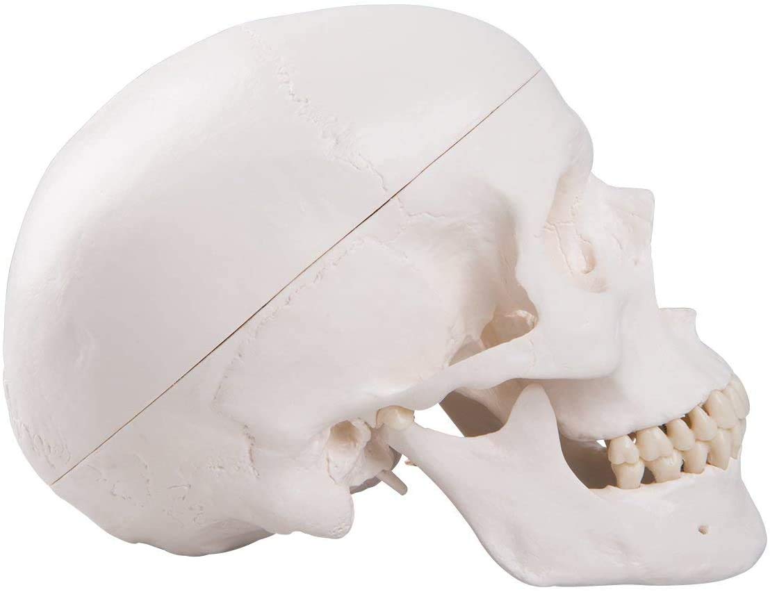 Modello di Cranio Umano, Materiale Didattico per Lo Studio Anatomico della Testa del Modello Anatomico della Testa