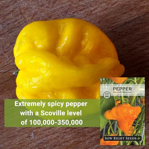 Sow Right Seeds - Scotch Bonnet Pepper Seeds for Planting - Hot Non-GMO Heirloom Pepper Variety - Ideal Chili Pepper Seeds for Spicy Harvest - High Scoville Rating - Ideal for Jamaican Cooking (1) - Image 3