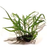 Java Fern Trident - Easy Tropical Live Aquarium Plant