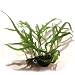 Java Fern Trident - Easy Tropical Live Aquarium Plant