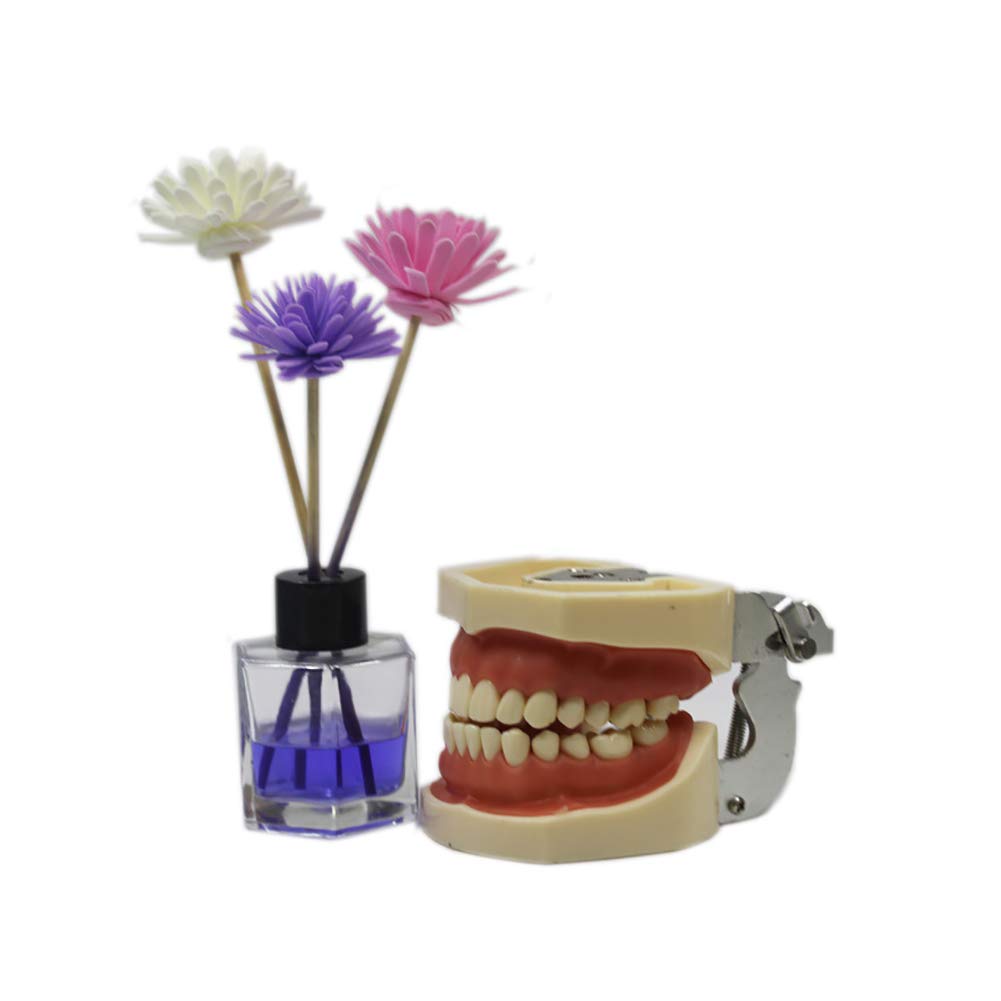 ERNZI Modelo De Enseñanza Dental Modelo Dental Modelo Estándar 28 Dientes Roscados Software De Demostración