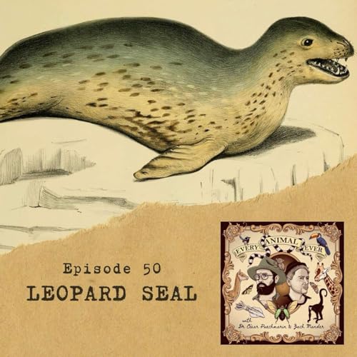 50 - Leopard Seal