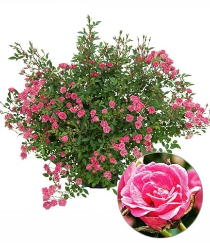 BALDUR Garten 1x Lilly Rose® Wonder5, Pflanze im 12 cm-Topf, winterhart, robust, kompakt, blüht von Sommer bis Herbst, unglaubliches Blütenmeer, ideal für Kübel, Kästen und Beete