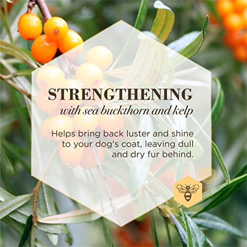 Burt's Bees for Pets Care Plus+ Naturally Derived Sea Buckthorn & Kelp Restoring Nose & Paw Lotion - Heals & Moisturizes Dog Noses and Paws - pH Balanced for Dogs - Made in USA, 6 Oz Bottle of Lotion