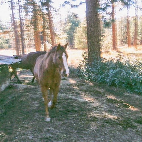  Appaloosa