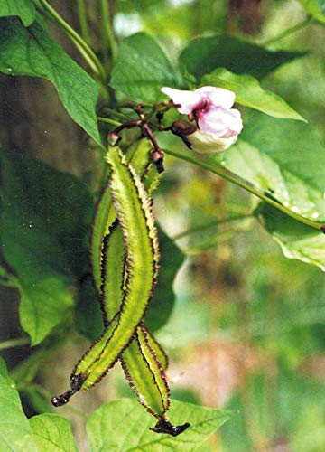 Arlo Rare Vegetable " WINGED BEAN " Seeds (10 Seeds) (B07HV5D9XV) Amazon Price History, Amazon Price Tracker