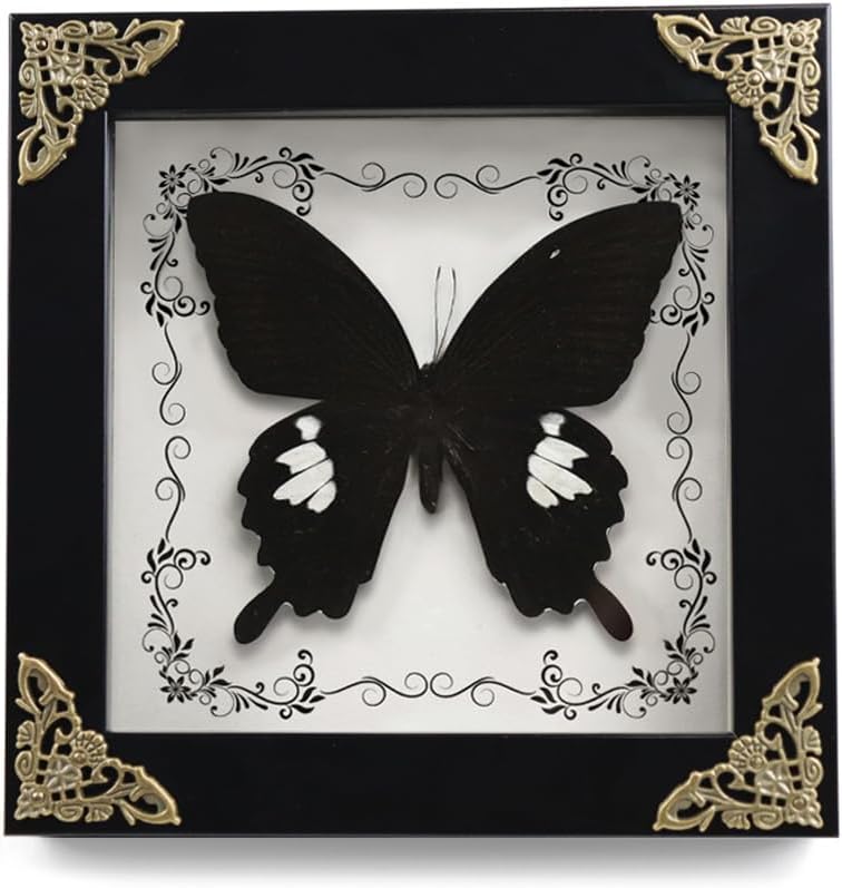 Real Framed Butterfly Taxidermy Butterfly, Butterfly Specimen Display with Wooden Frame, Butterfly Shadow Box Display Wall Hanging Art Decor ( Broadband Phoenix Butterfly )