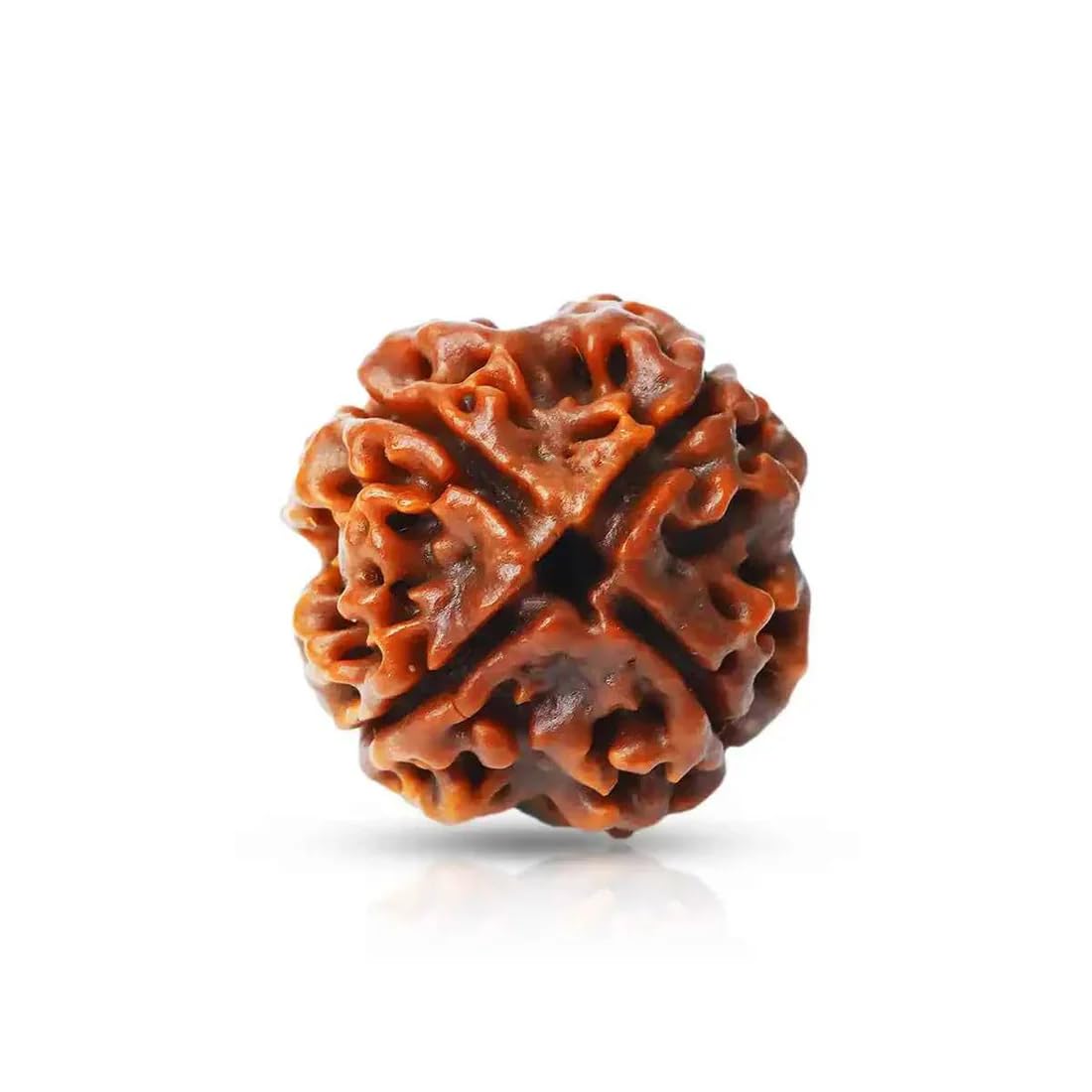 4 Mukhi Rudraksha - Nepal Origin | Wisdom & Communication -6 4 Mukhi Rudraksha - Nepal Origin | Wisdom & Communication -6