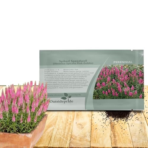 Outsidepride Pink Spiked Speedwell Veronica Seeds for Planting - 100 Pcs Pollinator-Friendly Perennial Flowers w/Upright Spikes,Tall & Tidy Growth for Smaller Gardens, Containers, or Borders