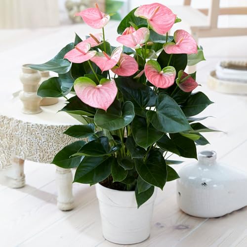 Image of Anthurium Live Plant with Plastic Pot | Air Purifying Flamingo Flower Plant | Rare Laceleaf Indoor Decorative Plant for Home Office