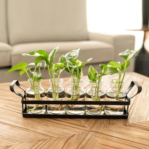 Mkono Propagation Stations with Metal Stand, Desktop Plant Terrarium Glass Planter Vase for Hydroponic Plants Flower Cutting Home Office Garden Decor Plant Lover Gifts, 5 Jars - Image 6