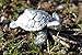Sea Turtle Figurine Hand Made of Fine Pewter Statue Decoration Game Piece Hastings Pewter