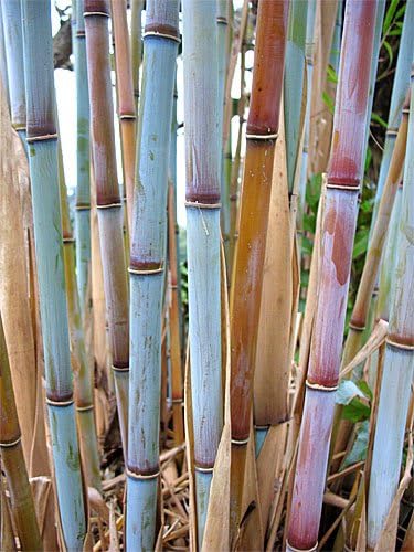 Blue Fountain Bamboo 3'-4' - Live Plant