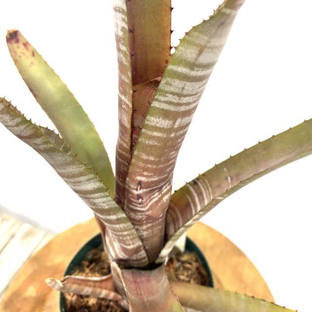 ブロメリア・エアープランツ Aechmea 'Silver Streak Nudicaulis' A0162 Aechmea nudicaulis 'Silver Streak' – bromeliad.com