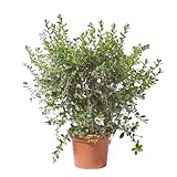 Verdecora Escalonia en maceta de 10L | Escallonia | Arbusto de Exterior con Hojas Brillantes y Flores Rosadas | Ideal para Setos, Bordes y Jardines