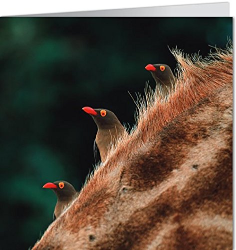 Biglietto di auguri Geo di Modern Times + + +