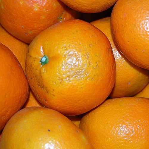 訳あり 伊予柑 (サイズ混合) 約10kg 果物 柑橘 フルーツ 家庭用 丸二青果 愛媛県 西予市