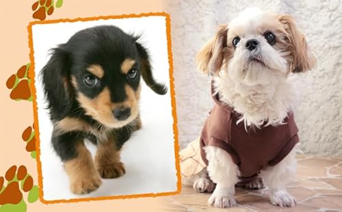 「ペット写真」かわいい"家族"をプロのスタジオで!